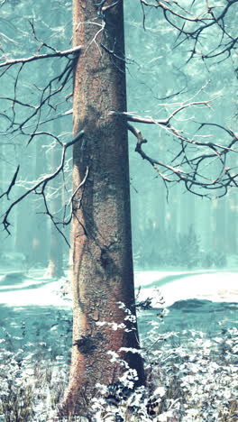 paisaje forestal de invierno