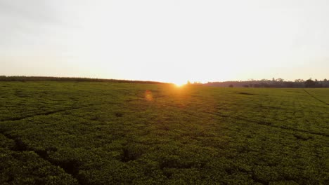 Sunset-at-the-tea-fields-near-Nairobi,-Kenya