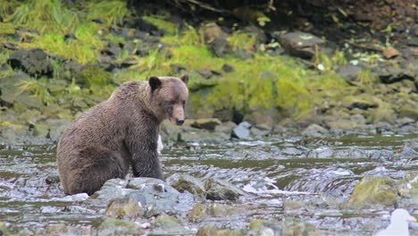 Braunbär-Fischt-Geduldig-Nach-Lachs-Am-Pavlof-Fluss,-Der-In-Die-Süßwasserbucht-Im-Hafen-Von-Pavlof-Auf-Der-Insel-Baranof-Im-Südosten-Von-Alaska-Fließt