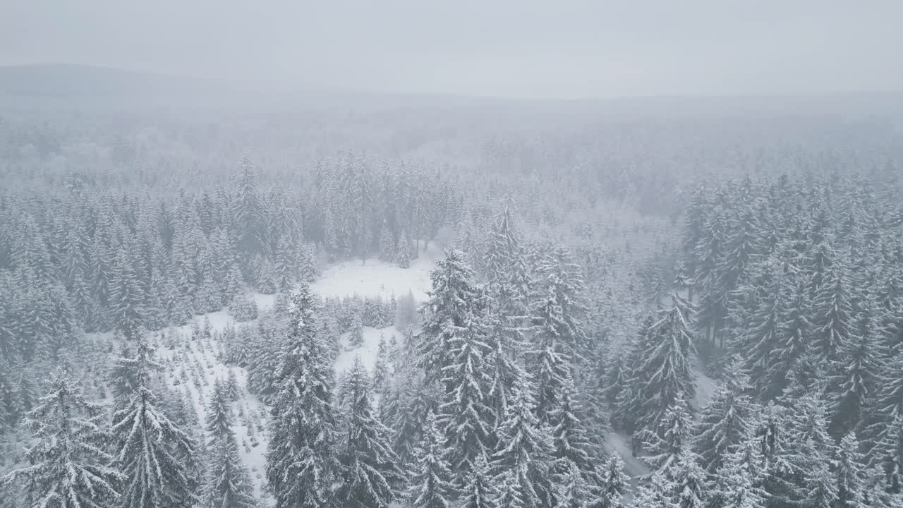 A snowy forest with misty and frosted trees, in winter storm above the wilderness. Aerial flying forward.