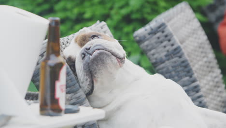 disparo divertido de un bulldog de mascota relajándose en una tumbona de jardín con una botella de cerveza