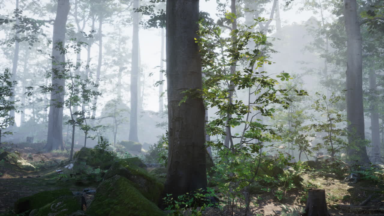 마법의 숲: 안개가 가득한 아침 산책