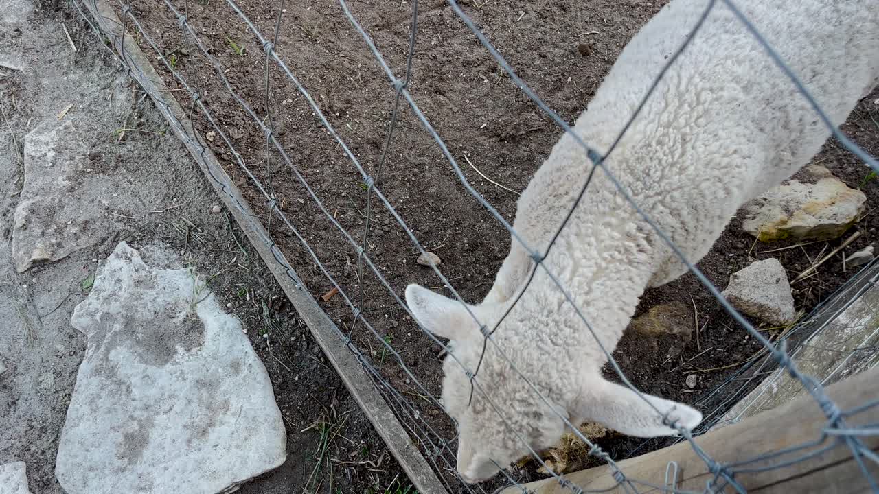 cabras en una jaula de alambre alimentadas por una niña