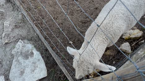 goats in a wire cage feeding by a girl