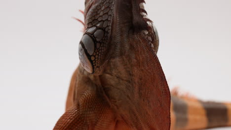 green iguana throws head up and down showing his jowls shake