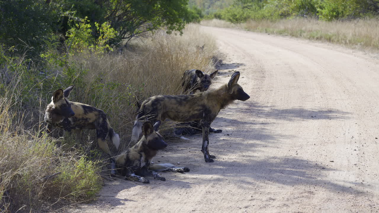African wild dog (Lycaon pictus) or painted dog, pack gathered and lying on the side of a road