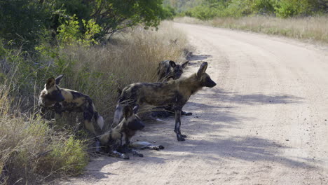 african wild dog (lycaon pictus) or painted dog, pack gathered and lying on the side of a road