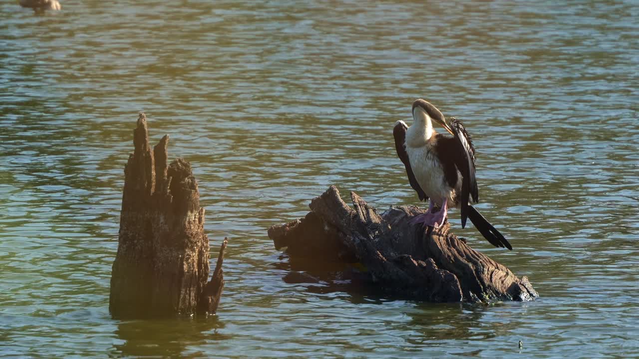 A female Australasian Darter (Anhinga novaehollandiae) perched on a log over water, drying its feathers, preening and grooming its plumage at sunset, close up shot