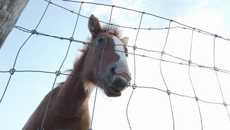a horse behind a barbed wire fence