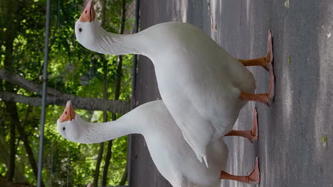 two domestic geese standing on concrete path in wooded park