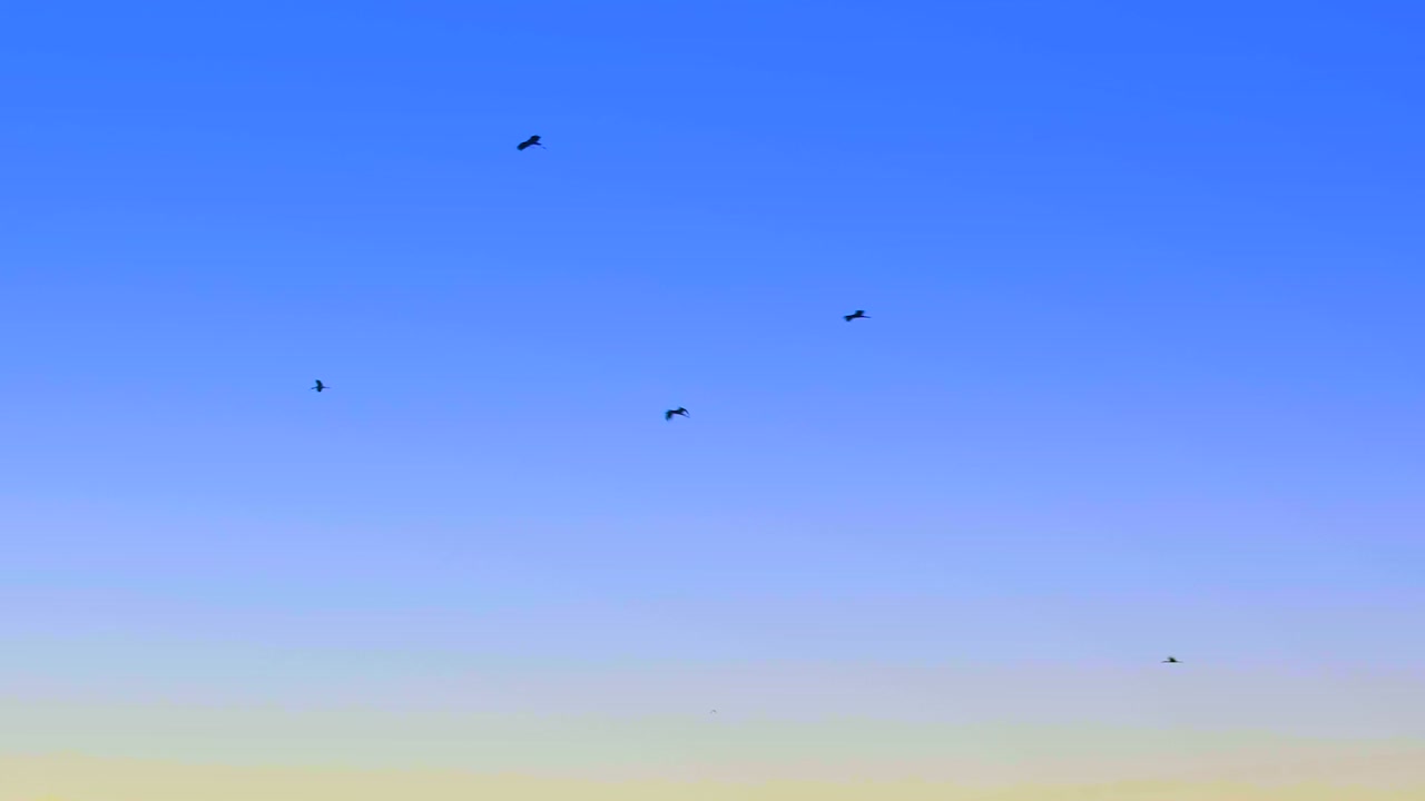 파란 하늘 의 배경 에 날아다니는 이동 하는 새 들 - 정적 촬영