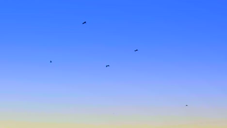 Migratory-Birds-Soaring-Against-a-Backdrop-of-a-Blue-Sky---Static-Shot