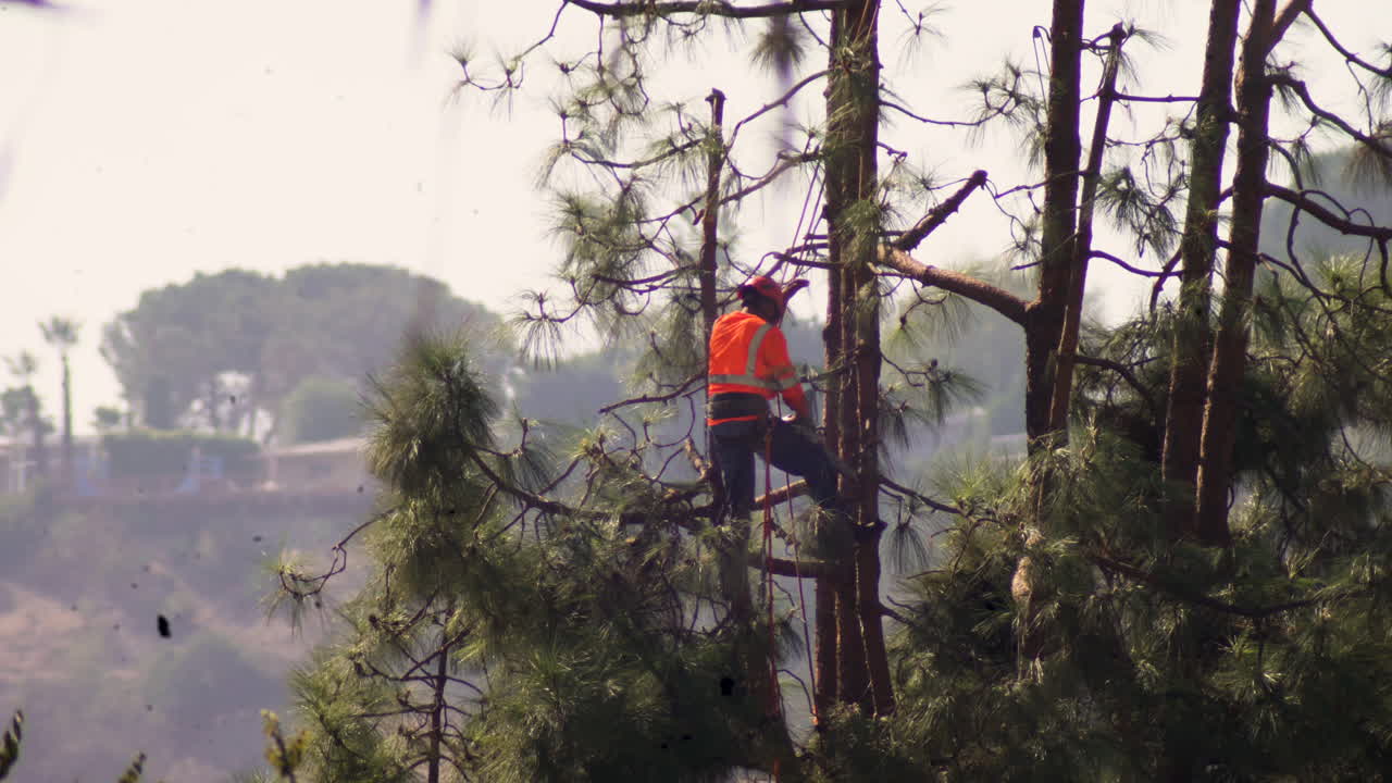 An arborist performs tree surgery pruning with a chainsaw and hanging from a harness on ropes, jumping between branches very high above the ground