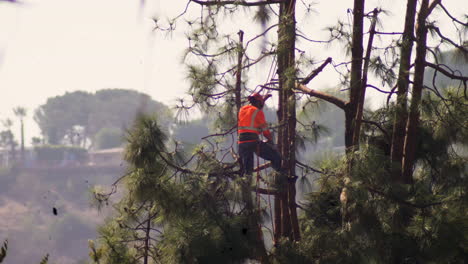 an arborist performs tree surgery pruning with a chainsaw and hanging from a harness on ropes, jumping between branches very high above the ground