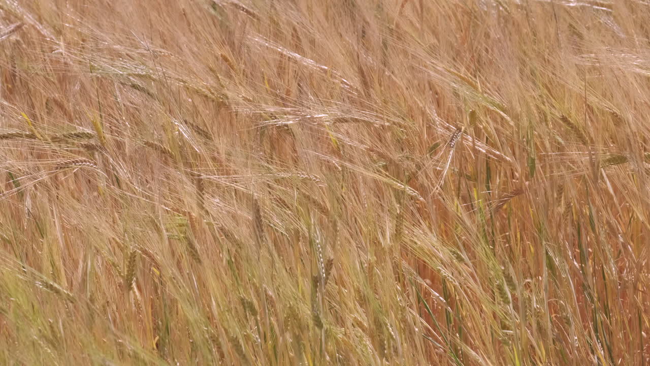 campo de agricultura de grano de trigo dorado de cerca en cámara lenta