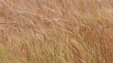 Golden-wheat-grain-agriculture-field-close-up-slow-motion