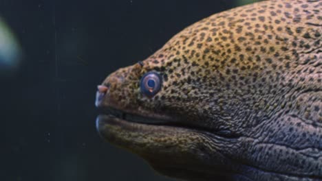 Bluestreak-Cleaner-Wrasse-Swimming-Around-The-Head-Of-Giant-Moray-Eel-In-An-Aquarium