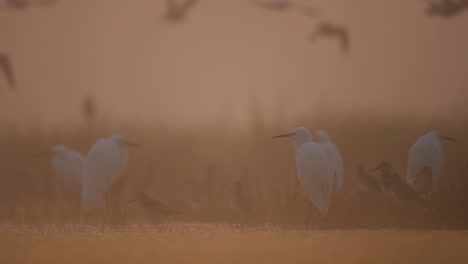 Flock-of-Egrets-in-foggy-Morning