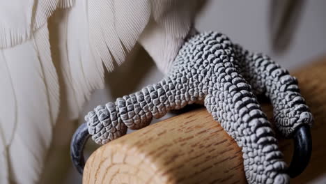 close-up of a bird's foot
