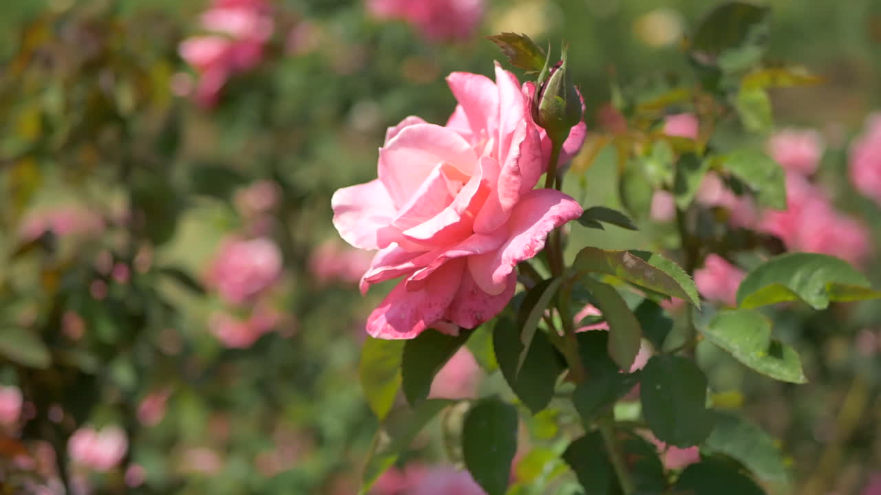 Coloridas rosas rosadas se mecen con la brisa, con un bokeh pronunciado, en un jardín de rosas en Santa Bárbara, California.