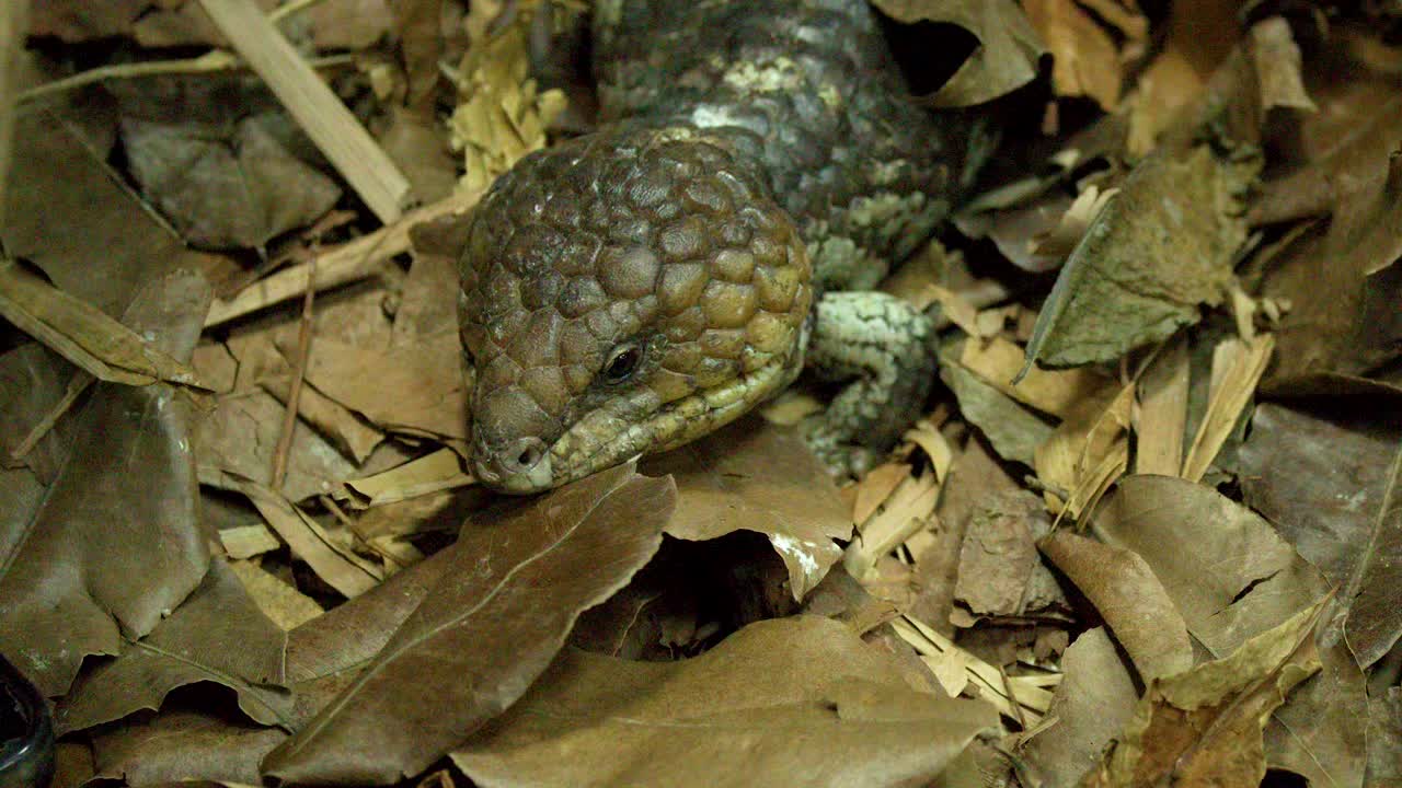 Una lucertola scinco riposa immobile tra foglie secche e marroni sul suolo di una foresta tropicale.