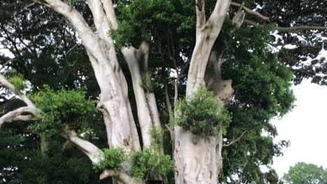 Downward pan of a massive tree in the park