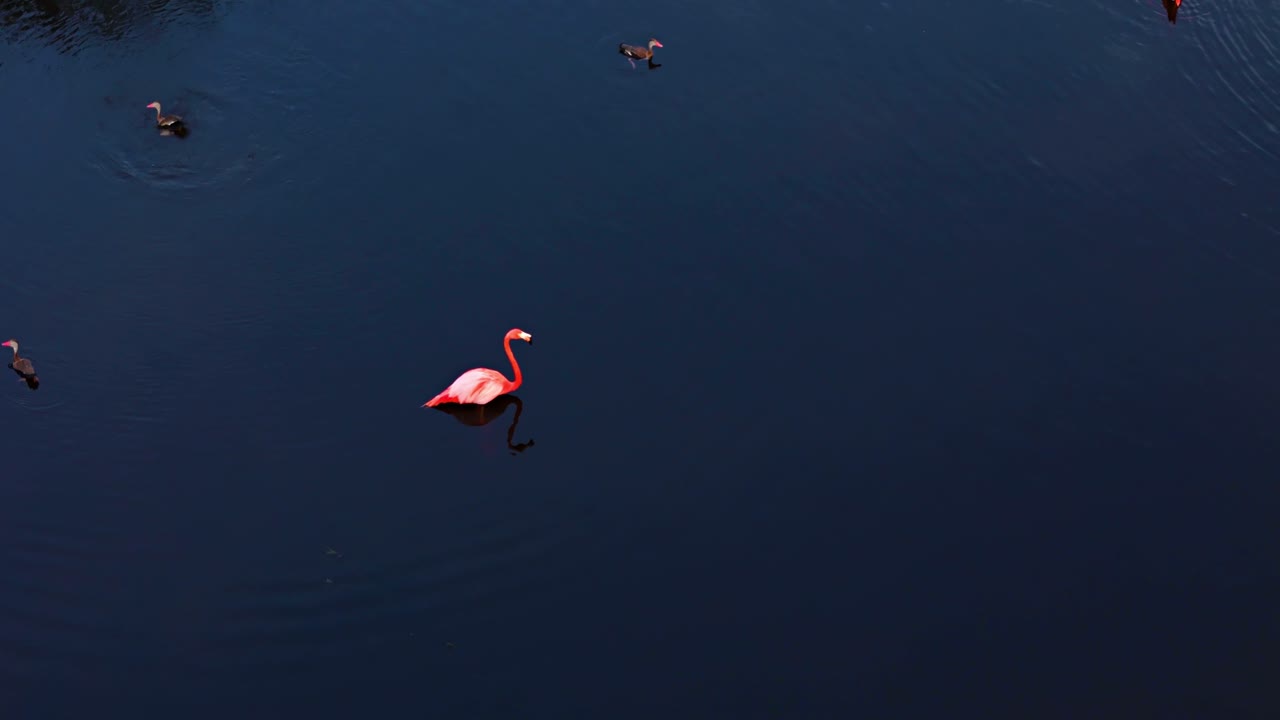 플라밍고는 물에 앉아 깊은 파란 연못에 반사, 활기찬 색 분홍색 털
