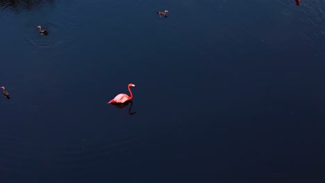 Flamenco-Sentado-En-El-Agua-Con-Reflejo-En-Un-Estanque-Azul-Profundo,-Plumas-Rosadas-Blancas-Vibrantes