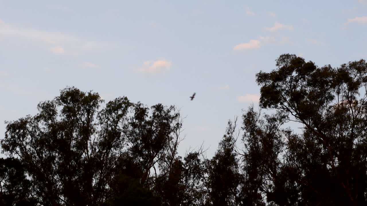 Chimango caracaras (Milvago chimango) fly over eucalyptus trees against a cloudy sky a dusk.