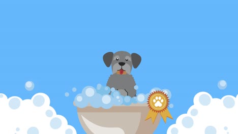 schnauzer dog taking a bath
