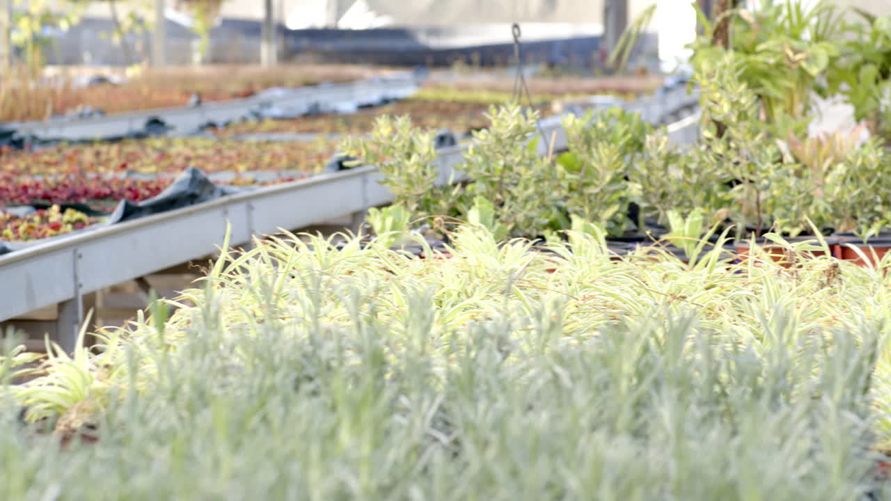Lush green plants thriving in nursery, showcasing vibrant growth and variety, in greenhouse