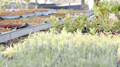 lush green plants thriving in nursery, showcasing vibrant growth and variety, in greenhouse