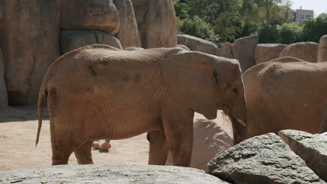 African-elephants-competing-for-food