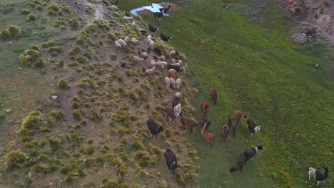 rebaño de ovejas y llamas pastando en campos rocosos de las montañas de los andes en bolivia