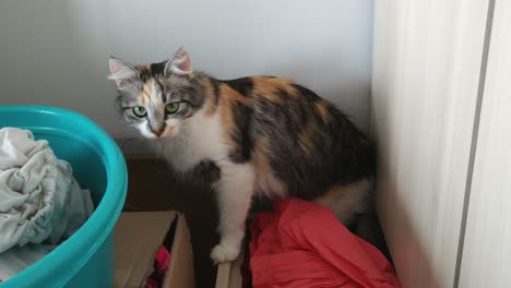 Closeup-of-cat-hidding-above-drawer-then-runs-away,-static,-interior