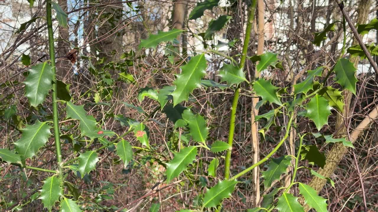 Pianta di agrifoglio con foglie lucide in natura