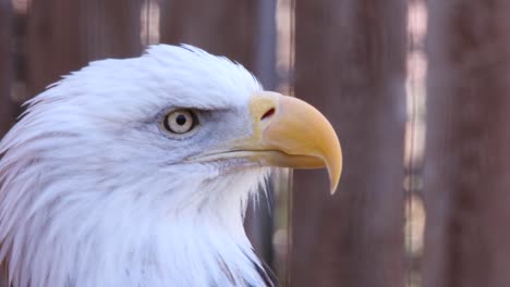 Extreme-close-up-of-Bald-Eagle-head,-beak,-eye-with-wood-fence-behind