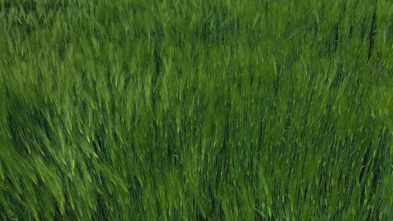 Green field of barley. Fresh spikelets of organic plants growing in agricultural place. Plants swaying in wind. Green nature background. Drone flight.