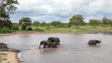 Extreme-Weite-Aufnahme-Einer-Kleinen-Elefantenherde,-Die-Aus-Einem-Wasserloch-Im-Krüger-Nationalpark-Spaziert