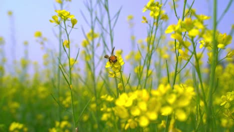 Las-Abejas-Están-Recolectando-Miel-De-Las-Flores-En-Vastos-Campos-De-Mostaza