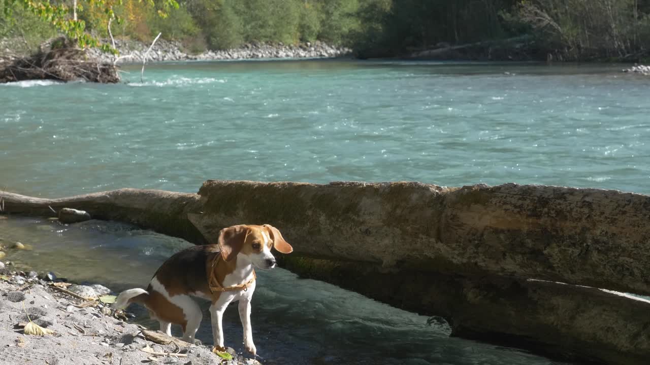 el temeroso perro beagle intenta cruzar un río de flujo extremo en un día soleado