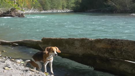 fearful beagle dog tries to cross extreme flowing river on a sunny day