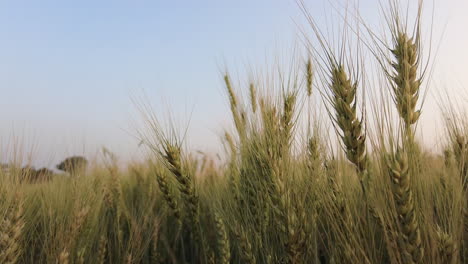 Durum-Wheat-Crops-In-The-Field-Against-Clear-Blue-Sky-In-India