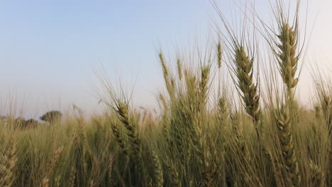 cultivos de trigo duro en el campo contra el cielo azul claro en india