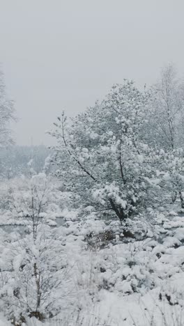 snowy forest landscape