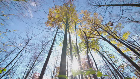 Slowly-moving-through-a-forest-as-the-sun-shines-through-the-trees-on-a-bright-autumn-morning