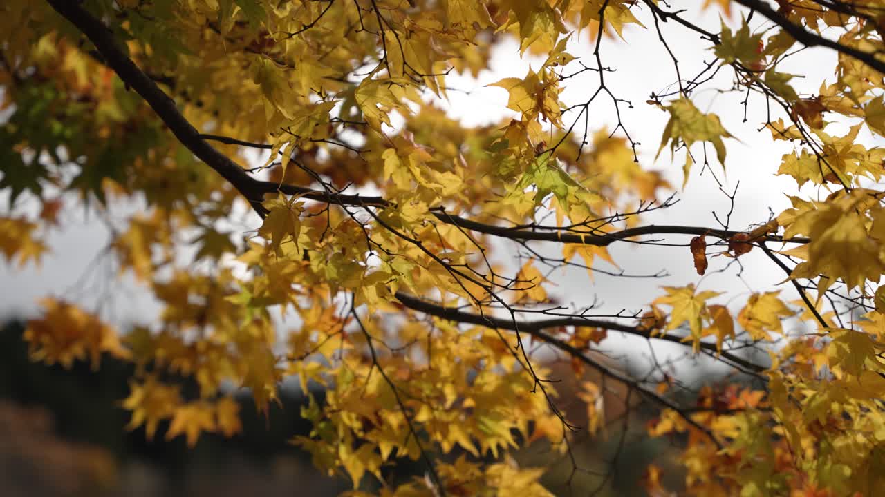 Yellow maple leaves on a branch during autumn, depicting seasonal beauty and warmth.