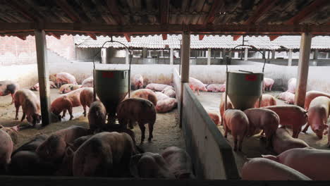 Granja-De-Cerdos-Al-Aire-Libre-Con-Un-Grupo-De-Cerdos-Alimentándose