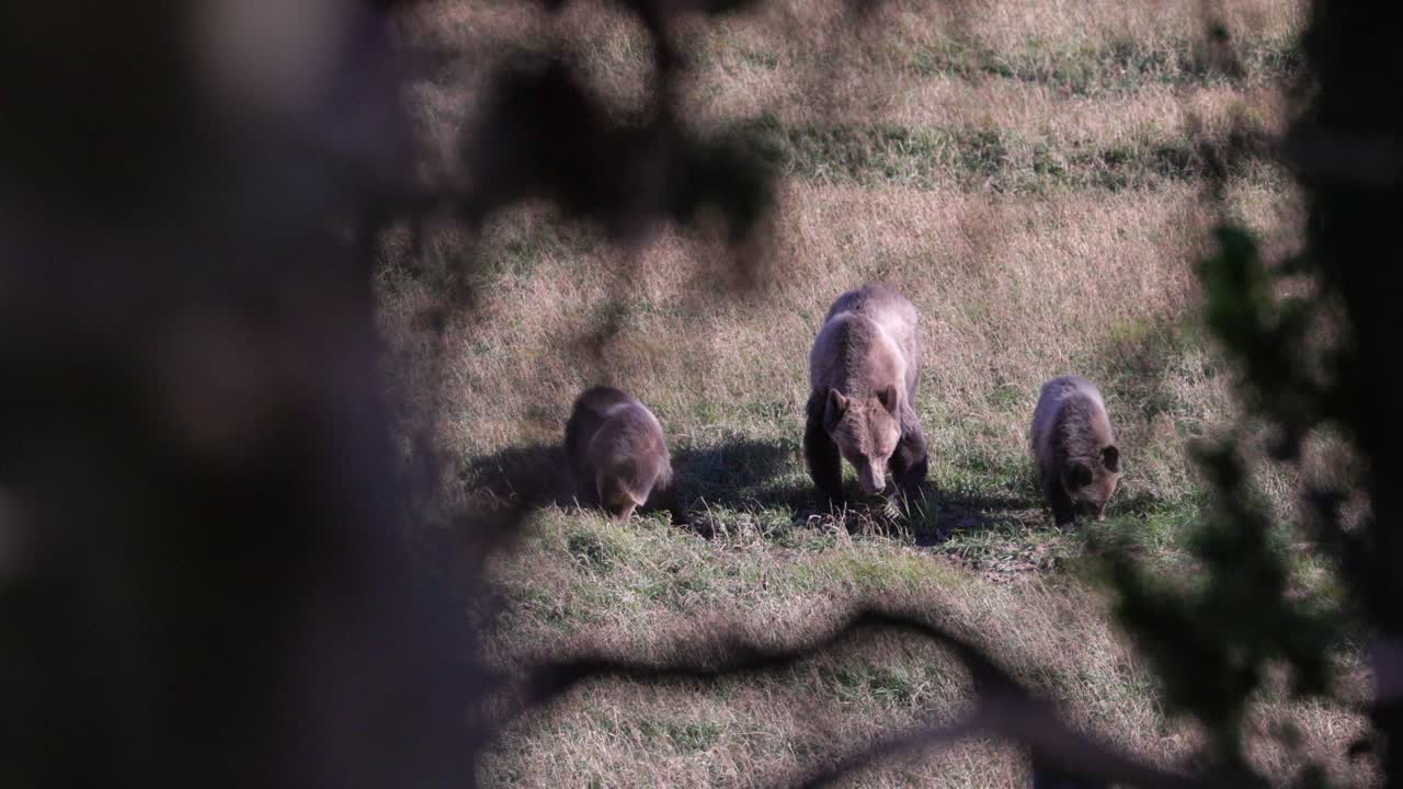Orso grizzly e i suoi cuccioli che si nutrono di erba nella valle prima di ibernare nel Parco Nazionale del Glacier, Montana
