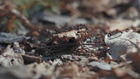 black ants crawl over the dry decaying leaves on the forest floor